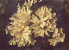 Stereopsis hiscens