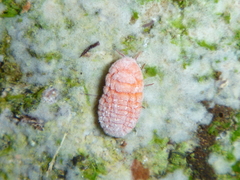 Coelostomidia