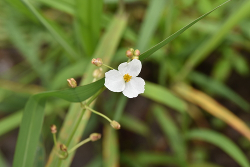 Image of Sagittaria trifolia by (c) Yung-Lun Lin, some rights reserved (CC BY)