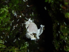 Coelostomidia