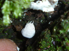 Coelostomidia