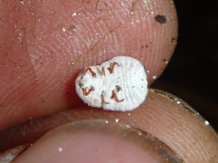 Coelostomidia
