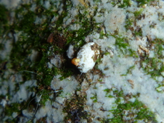 Coelostomidia