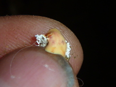 Coelostomidia
