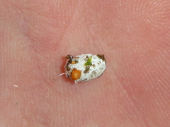 Coelostomidia