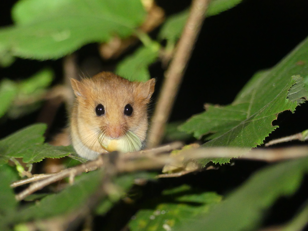 Hazel Dormouse