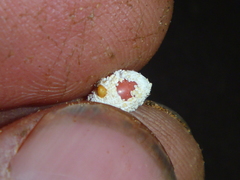 Coelostomidia