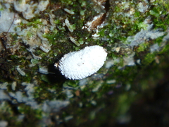 Coelostomidia
