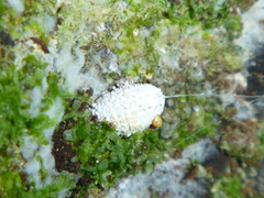 Coelostomidia