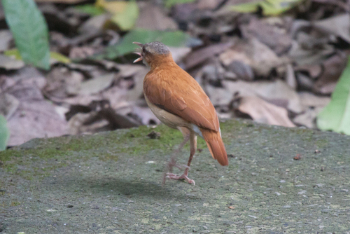 Furnarius longirostris