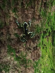 Dendrobates truncatus