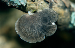 Neodictyopus dictyopus