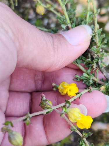 Rough Dollsrose (Hermannia scabra)