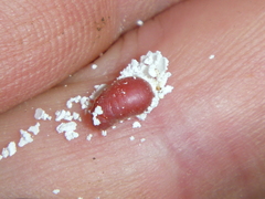 Coelostomidia