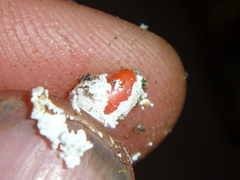 Coelostomidia