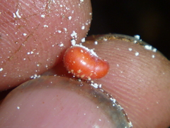 Coelostomidia