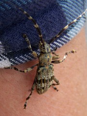 Hexatricha pulverulenta