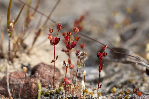 Crassula closiana