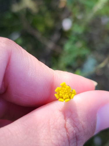 Othonna stenophylla