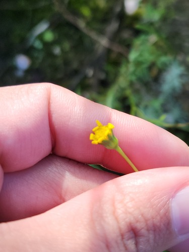 Othonna stenophylla
