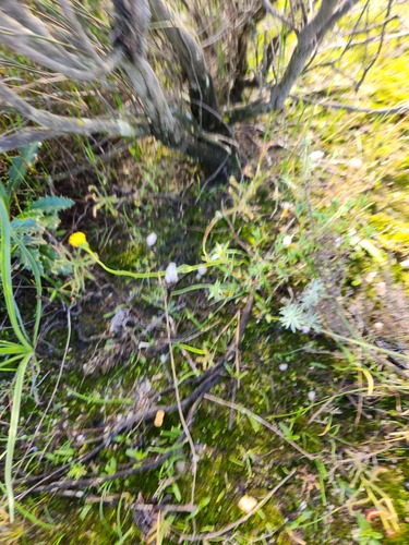 Othonna stenophylla