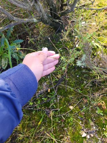 Othonna stenophylla