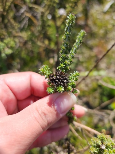 Hawekwas Plainbos (Planea schlechteri)