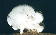 Neodictyopus dictyopus