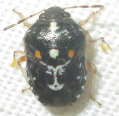 Menida