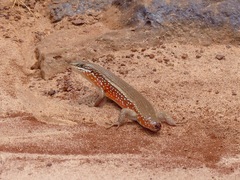 Trachylepis perrotetii