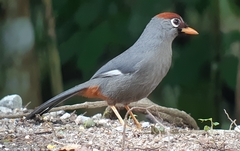 Pterorhinus mitratus