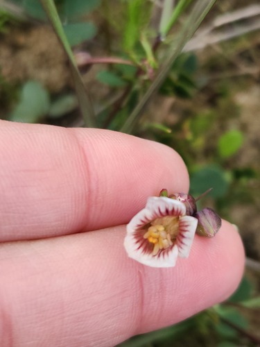 Roepera sessilifolia (Roepera sessilifolia)