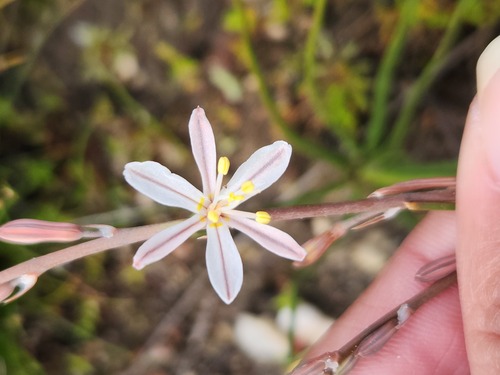 Trachyandra oligotricha