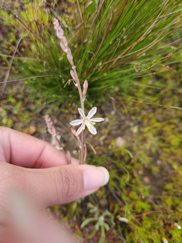 Trachyandra oligotricha