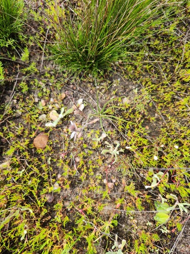 Trachyandra oligotricha