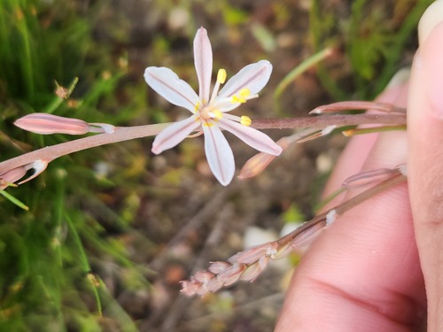 Trachyandra oligotricha