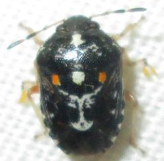 Menida