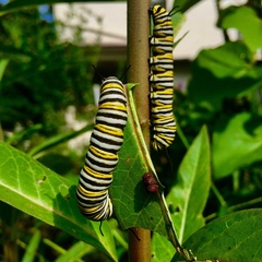 Danaus plexippus