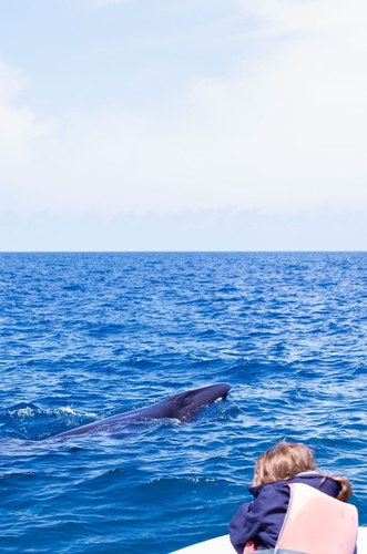 Sei Whale (Balaenoptera borealis), a species recorded in Massachusetts