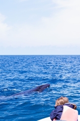 イワシクジラ