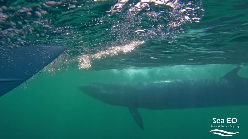 Sei whale swimming just beneath the surface