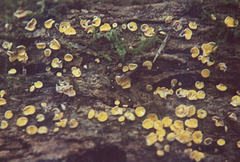 Erioscyphella abnormis