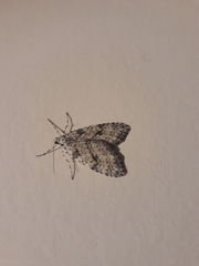 Lepidoptera