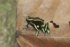 Dendrobates truncatus