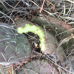 Opuntia polyacantha