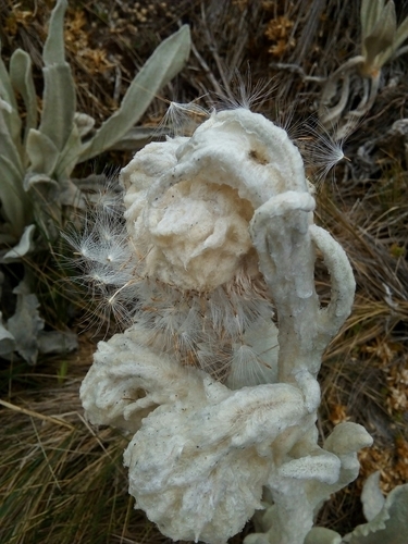 Culcitium canescens, photograph 2