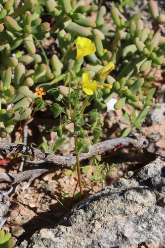 Image of Oxalis haedulipes by (c) Tony Rebelo, some rights reserved (CC BY-SA)