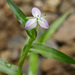 Marsh Dewflower - Photo (c) V.S. Volkotrub, some rights reserved (CC BY-NC), uploaded by V.S. Volkotrub