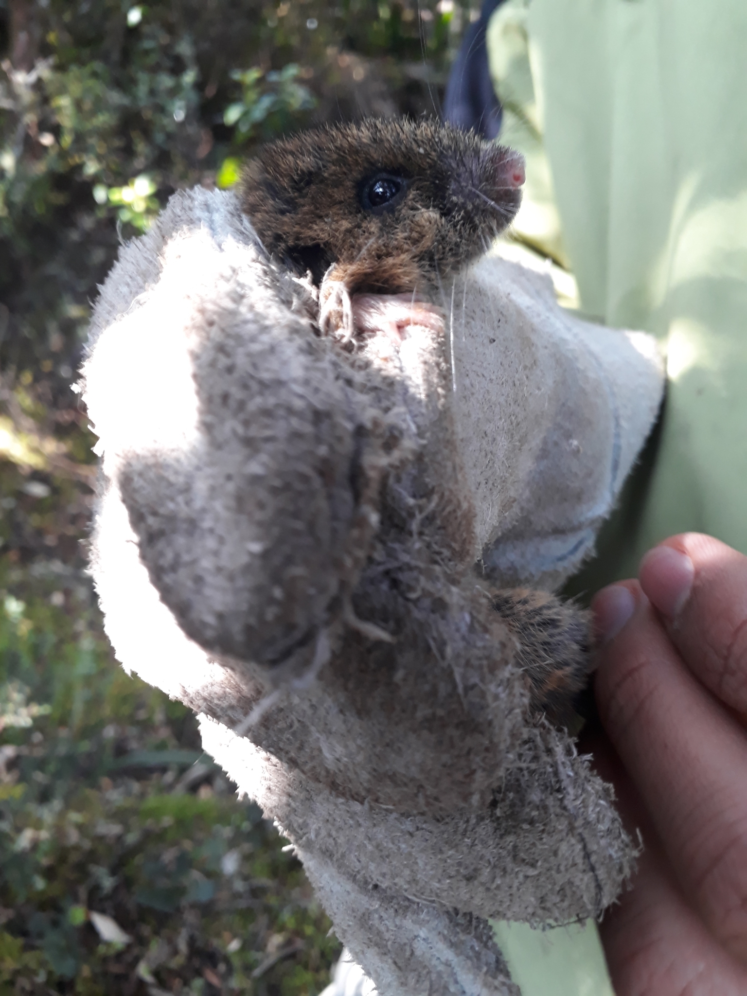 Thomasomys niveipes (Thomas, 1896)