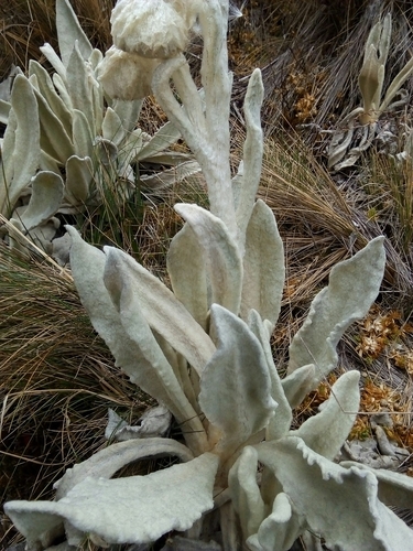 Culcitium canescens, photograph 3